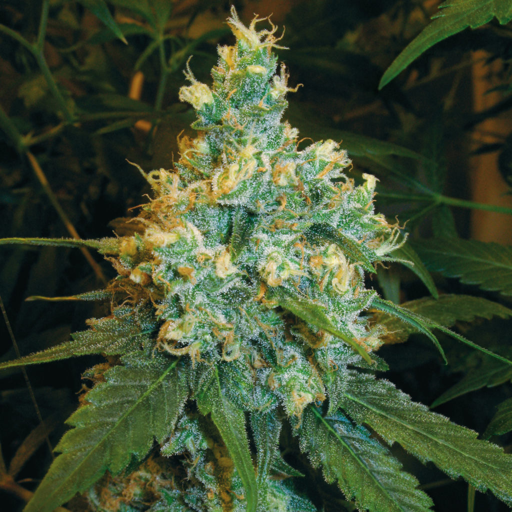 A close up photograph of a flowering cannabis plant