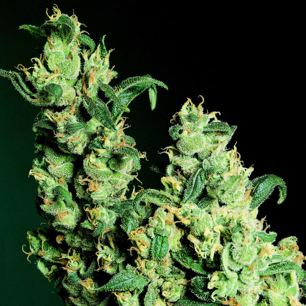 A Pheno-A cannabis plant 