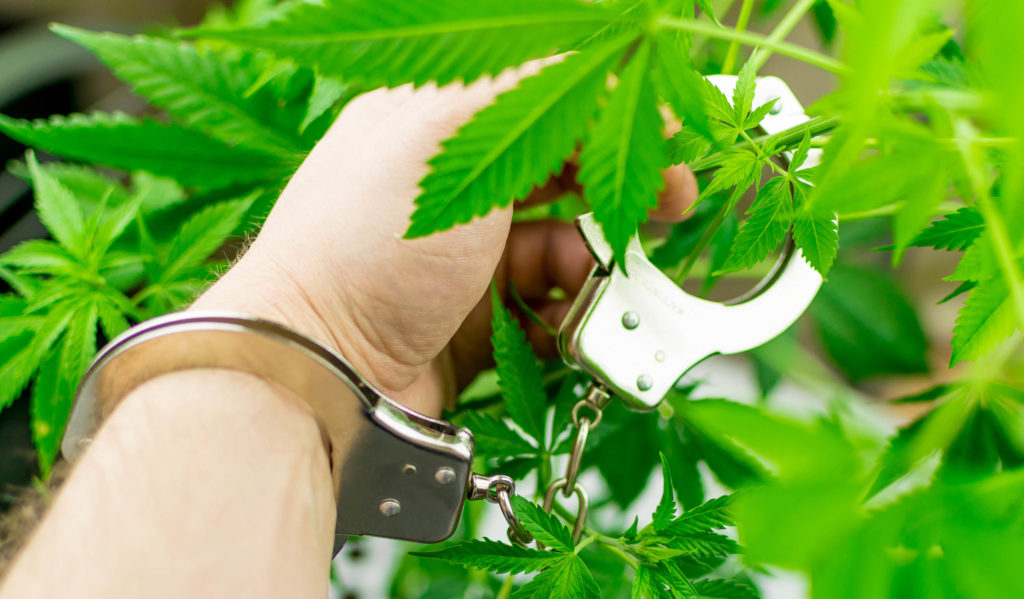 One handcuff around a person's wrist and the other around a cannabis plant