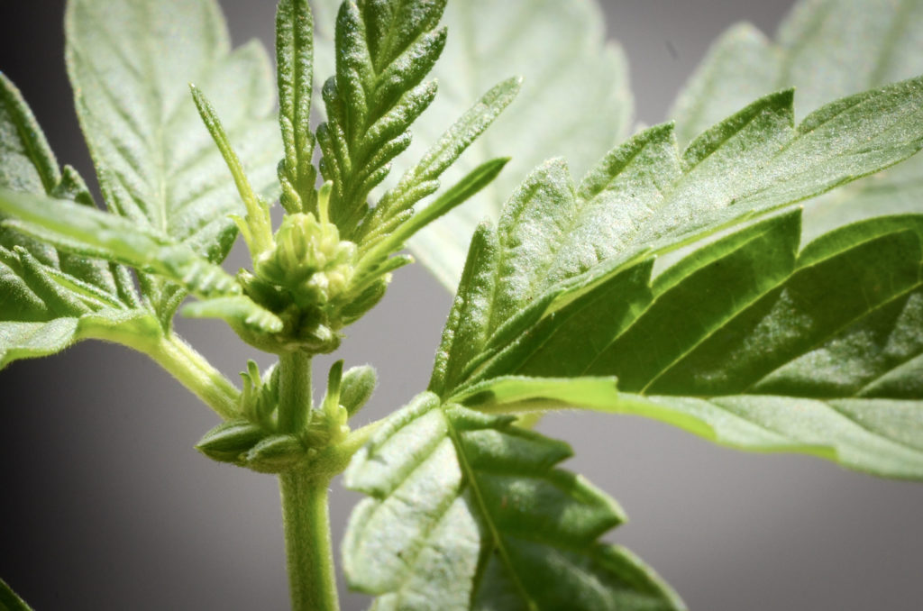 Una planta de cannabis masculina