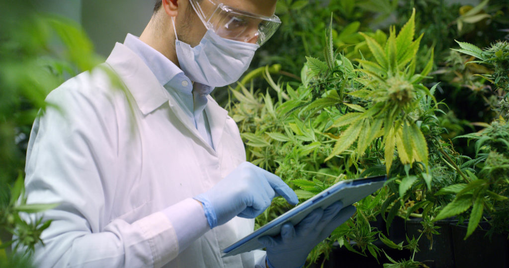 A man in medical suit reading a report with cannabis plants behind