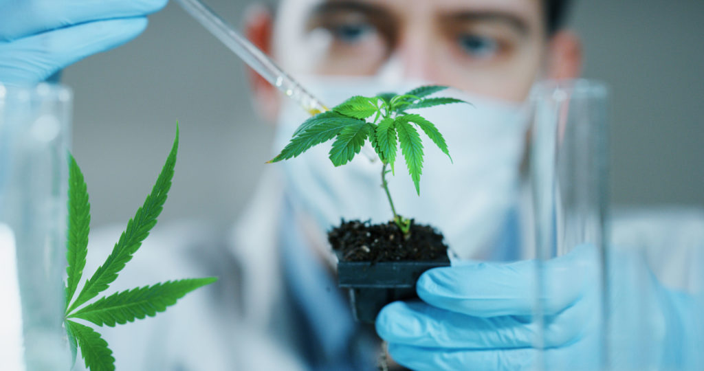 A man with gloves and mask examining cannabis plant