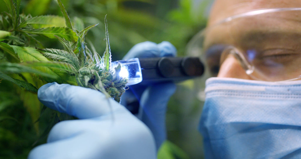 A man wearing goggles, gloves, and a mask examining a cannabis plant with a light