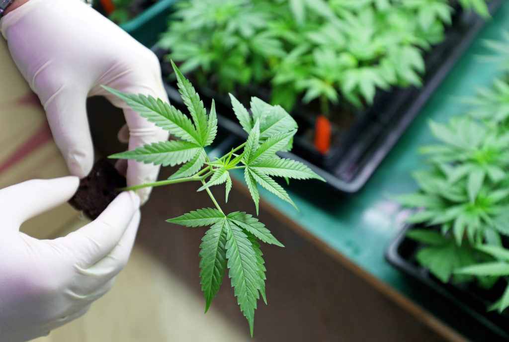 A person wearing white gloves picking up a small cannabis plant from a tray