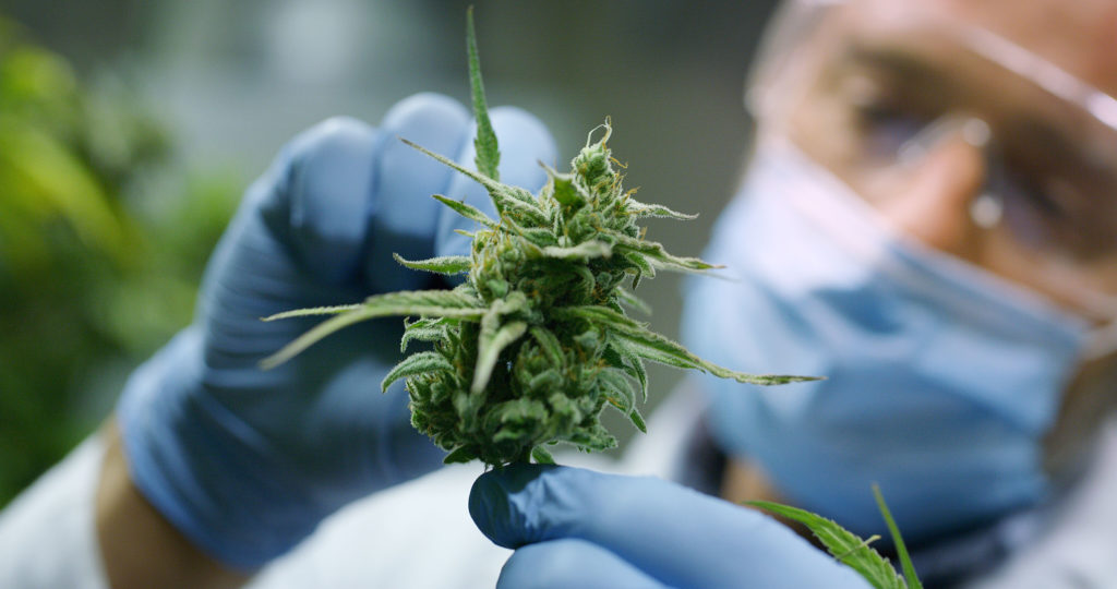 Un hombre con gafas, una máscara médica y guantes que sostienen una planta de cannabis.