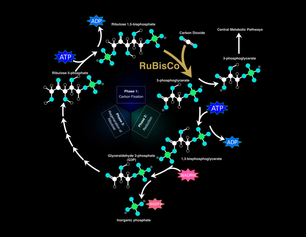 Photosynthesis What Happens During The Dark Phase Sensi Seeds