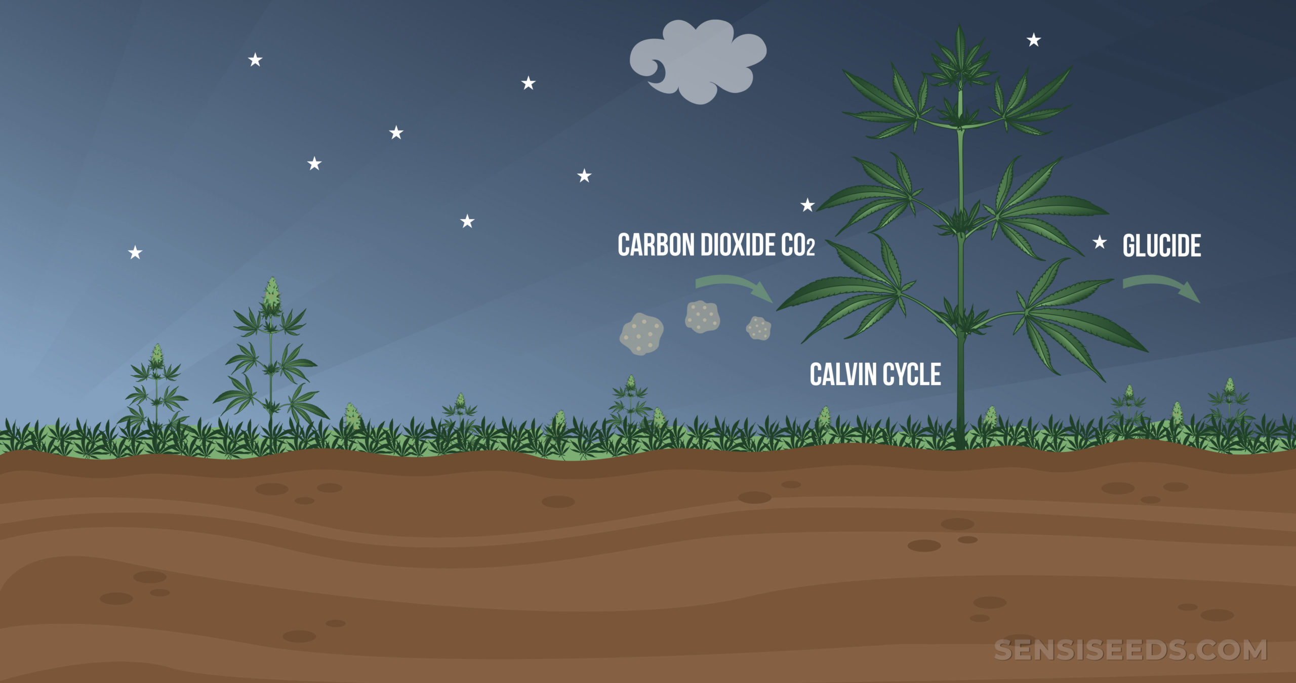 photosynthesis-what-happens-during-the-dark-phase-sensi-seeds