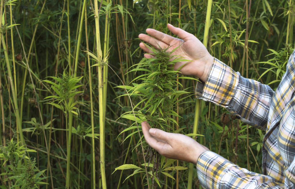 Een persoon in een flanellenhirt met een cannabisplant