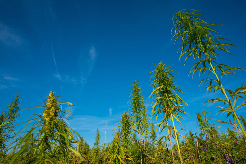 A field of hemp plants and a blue sky