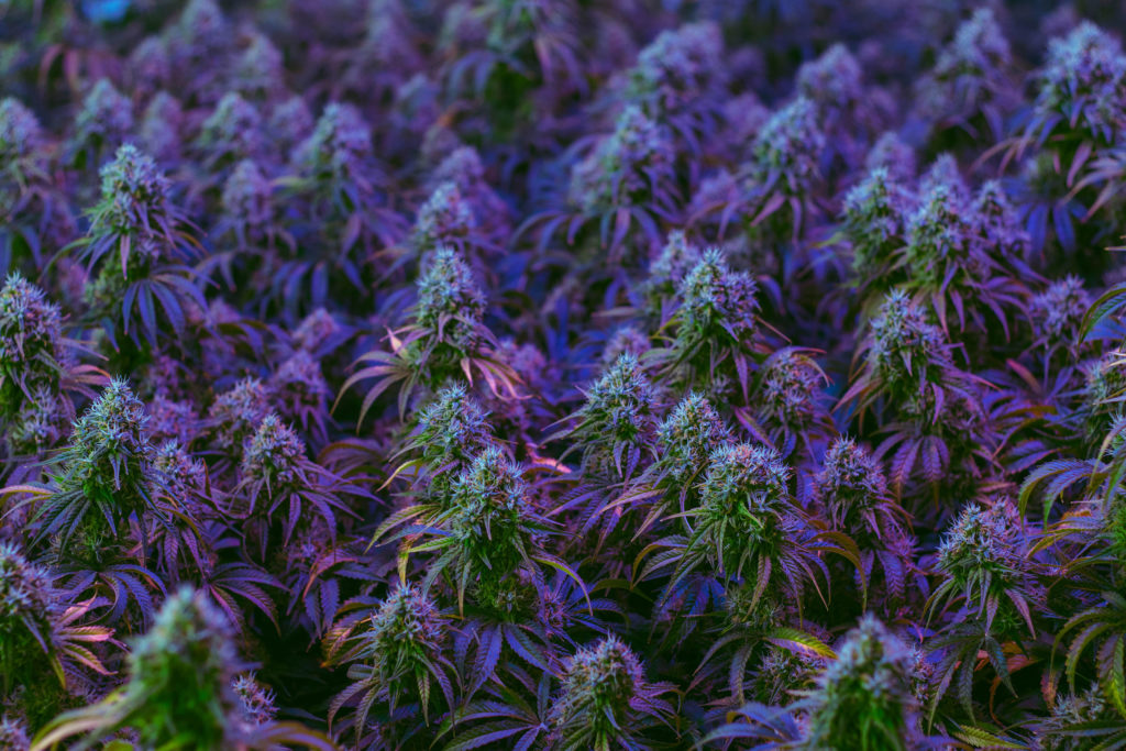 Purple cannabis plants 