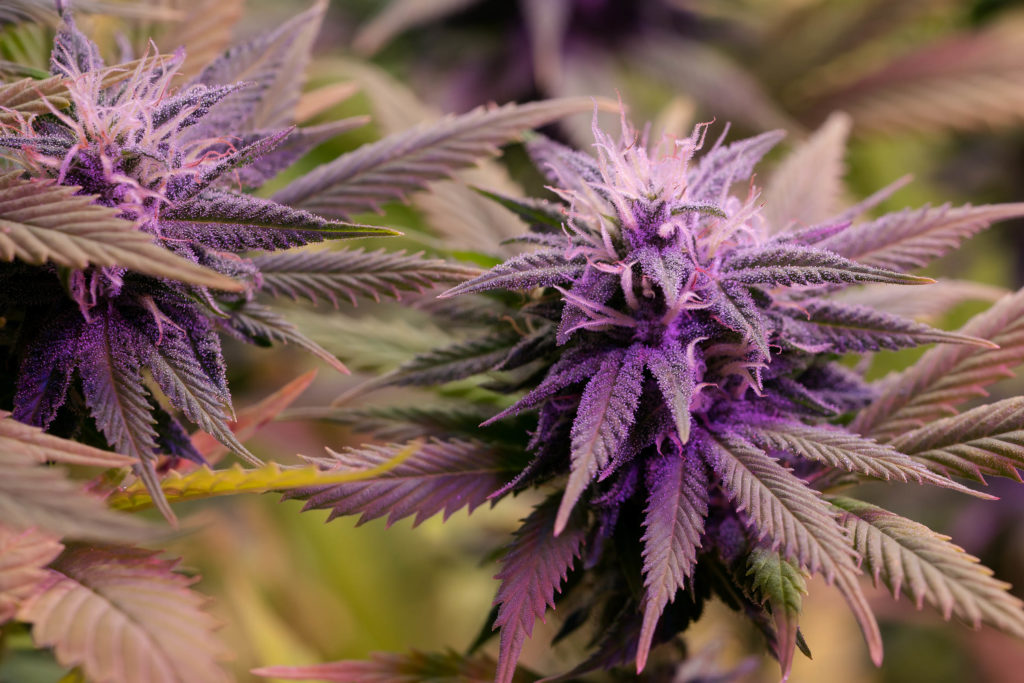 Deux fleurs de cannabis violettes