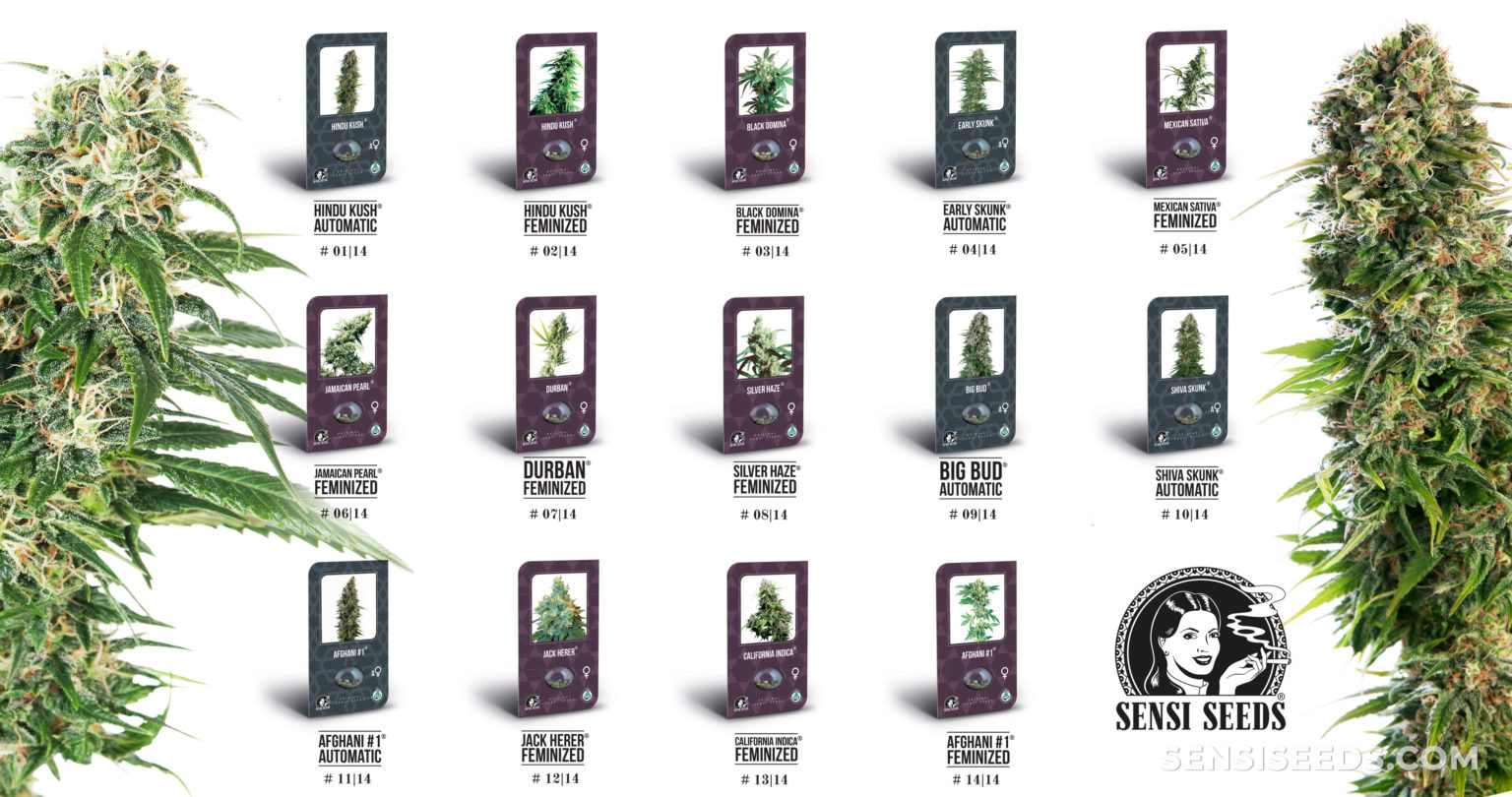 Sensi Seeds Launches Classic Redux: 14 New Strains! - Sensi Seeds