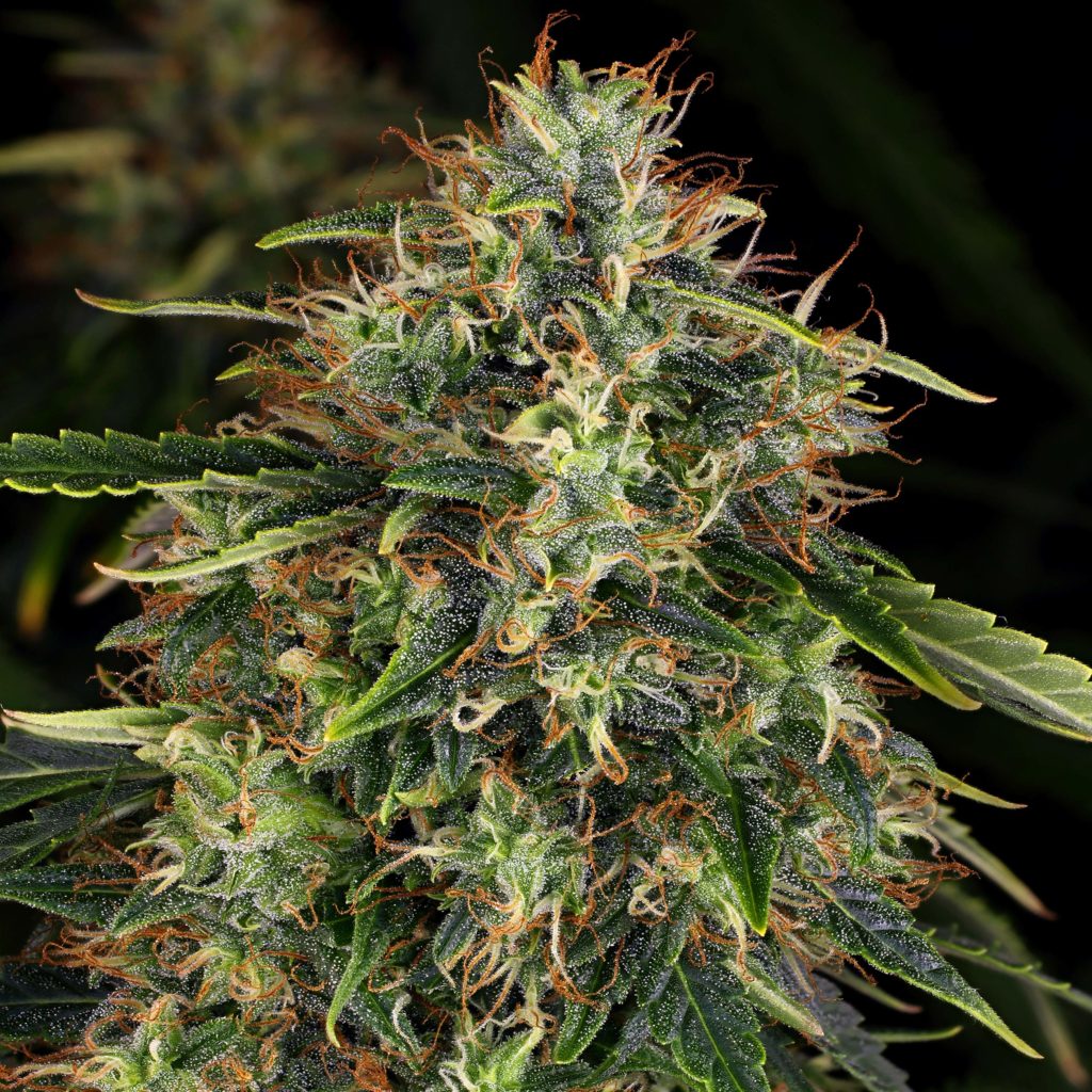 Een sensi skunk plant close-up