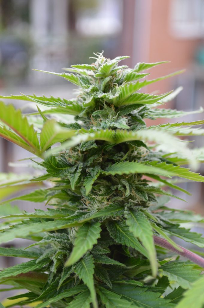 A Sensi Skunk plant