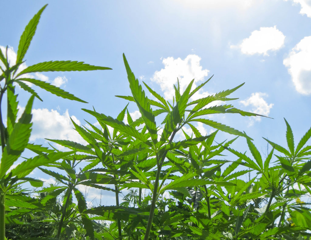 A field of hemp plants and a blue sky with clouds