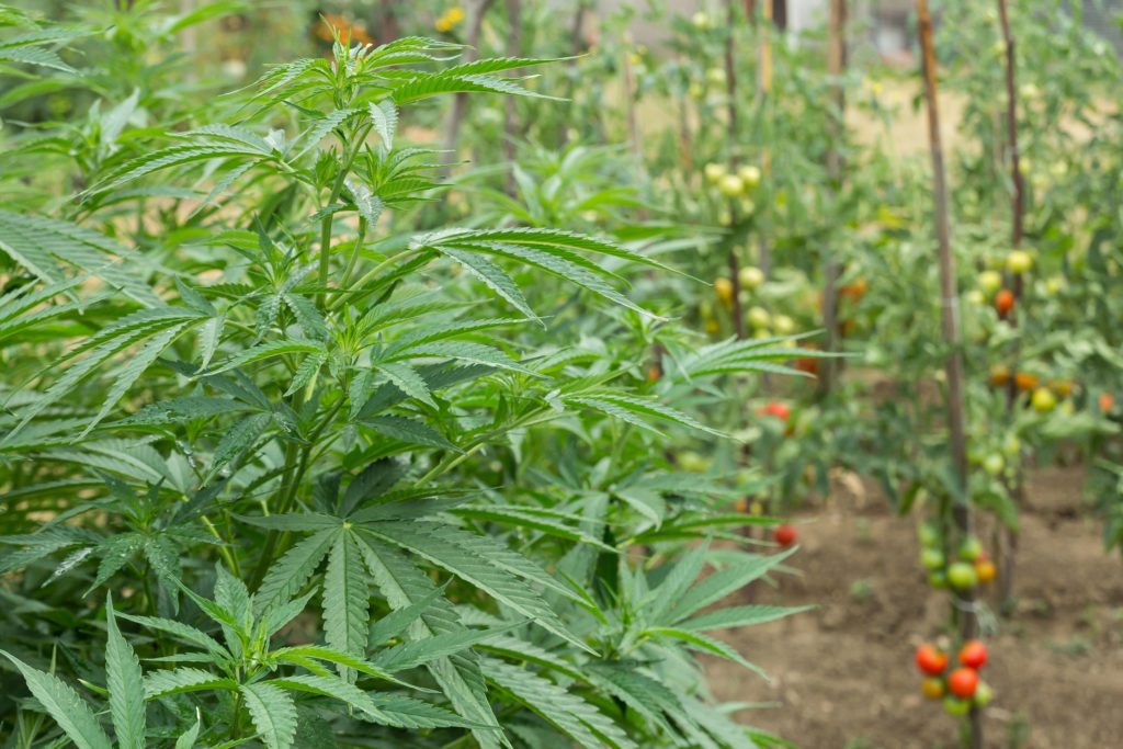 Cannabis plants growing outside