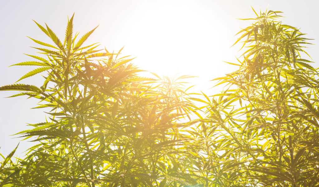 Un champ de plantes de chanvre et un coucher de soleil éclatant