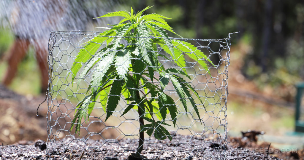 A cannabis plant growing outdoors