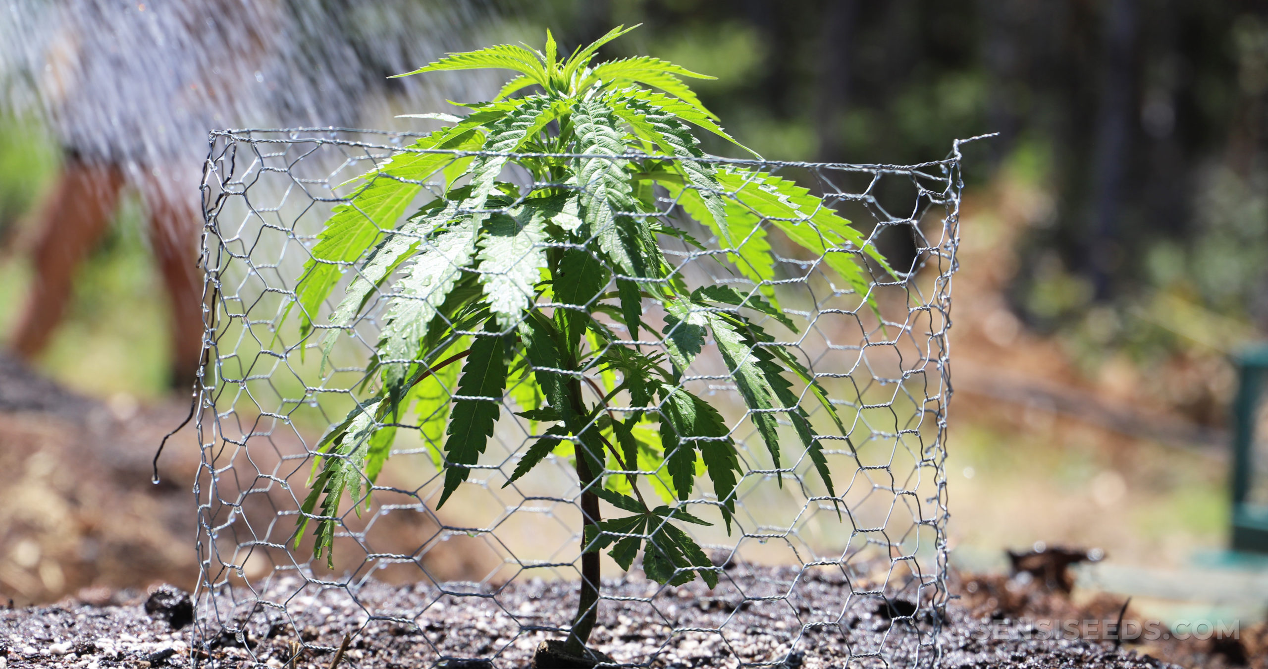 outdoor marijuana plant yield