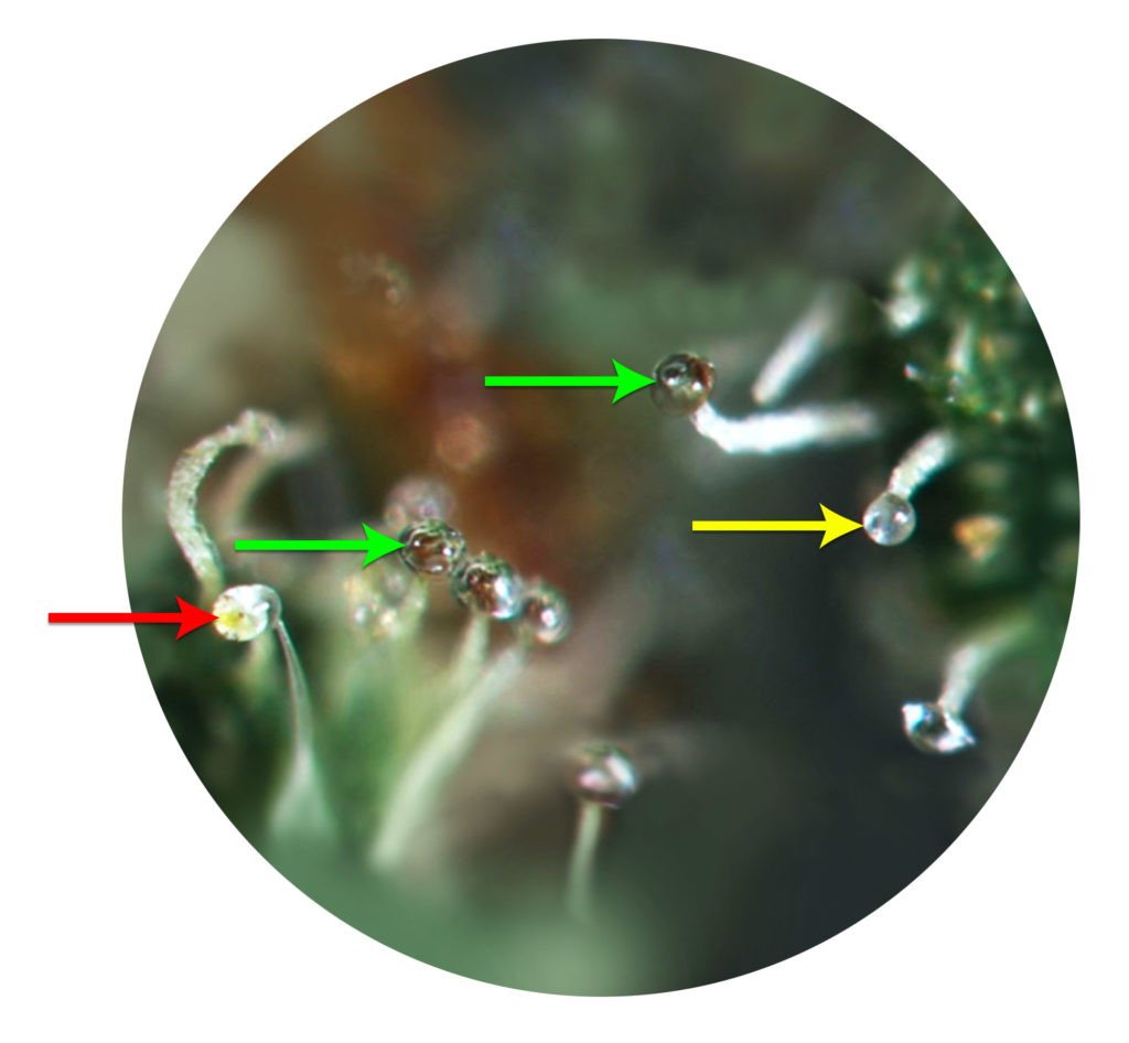 Cannabis Trichomes And How They Tell You When To Harvest - Herbies