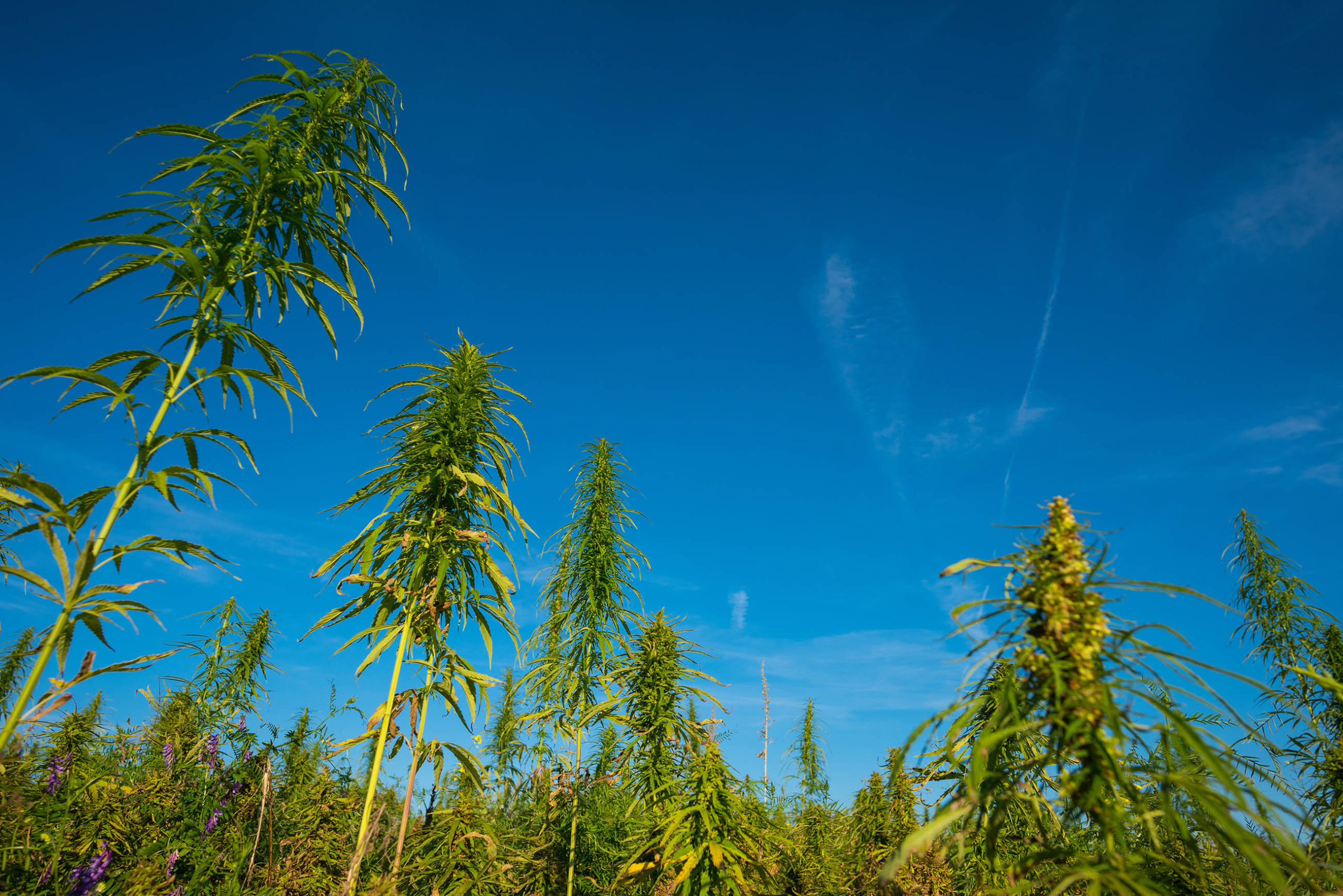 Hemp plants growing in a field against a blue sky