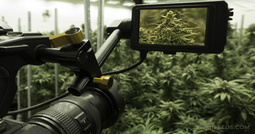 Una cámara grande filmando una escena llena de plantas de cannabis.