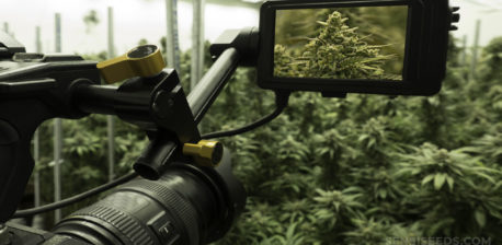 Una cámara grande filmando una escena llena de plantas de cannabis.