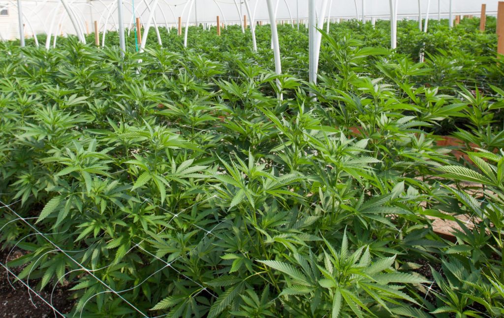 Cannabis planten groeien in een kas