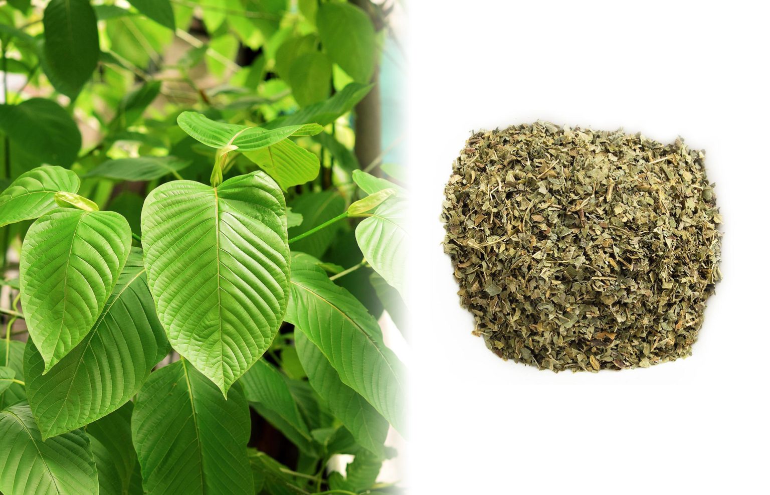 10-alternatives-to-tobacco-to-mix-with-cannabis-sensi-seeds