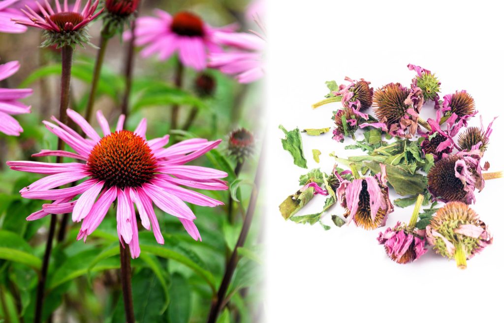 Eine lila Echinacea-Blume und getrocknete Echinacea neben