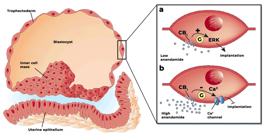 Un diagramme montrant comment Anandamide active les récepteurs CB1 à la surface des cellules embryonnaires