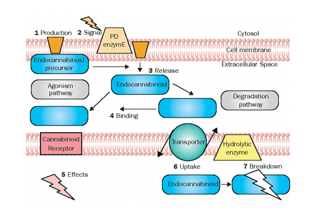 Anandamida (ANA) ou N-araquidonoyletanolamina (AEA) é um neurotransmis