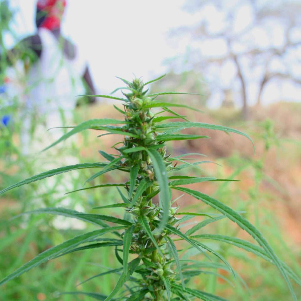 Una planta de cannabis que crece en un campo.