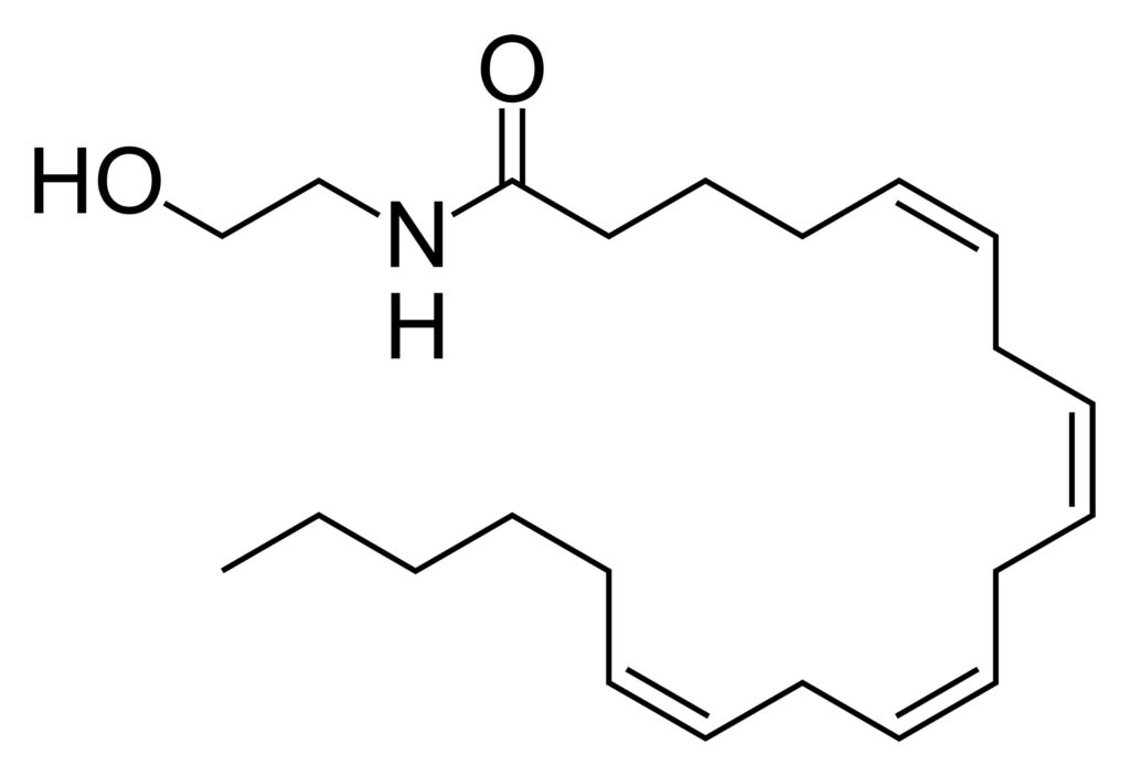 La structure chimique de la molécule anandamide