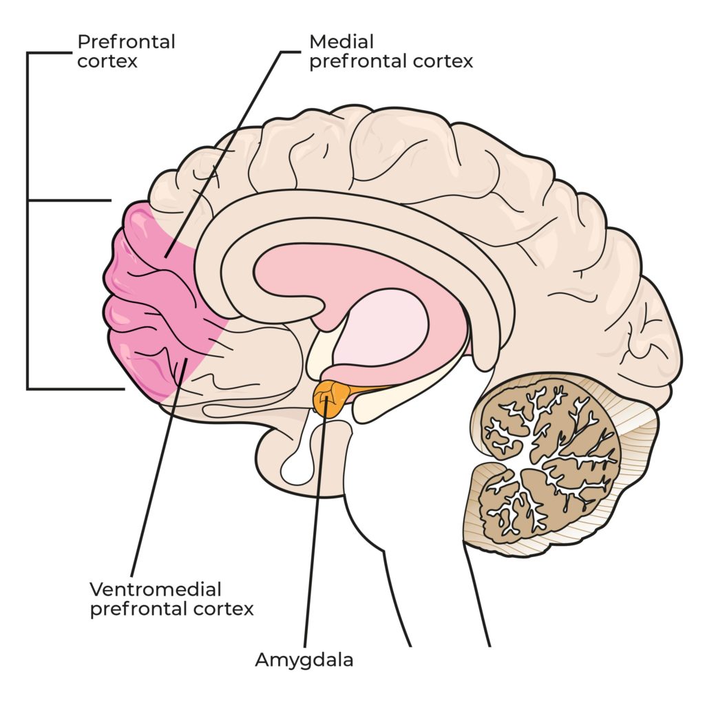 Un diagramme qui a étiqueté différentes parties du cerveau