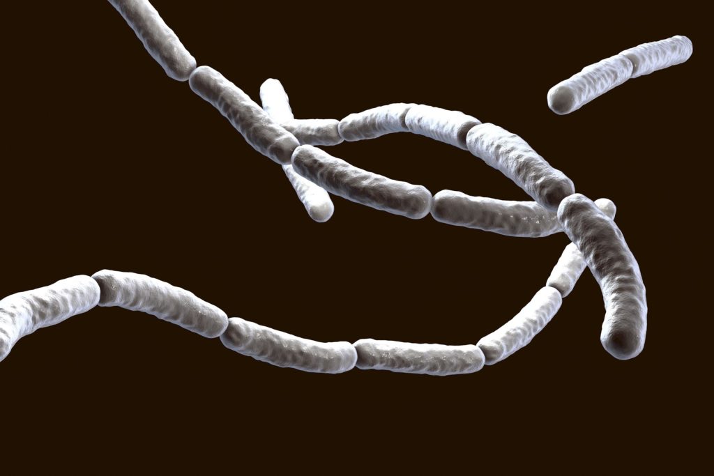 Bacillus subtilis tegen een bruine achtergrond