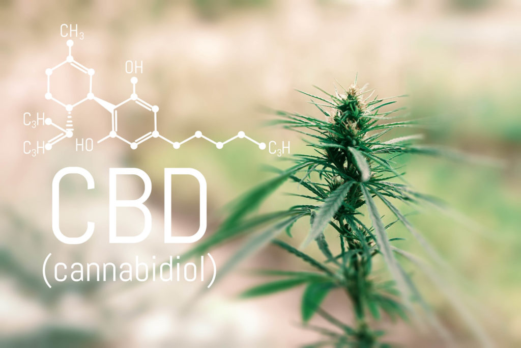 La fórmula química del CBD con una planta de cannabis en el fondo.