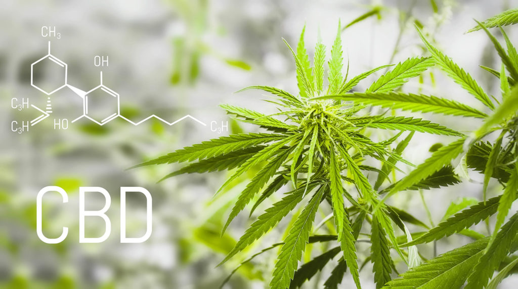 The chemical formula of CBD and a cannabis plant