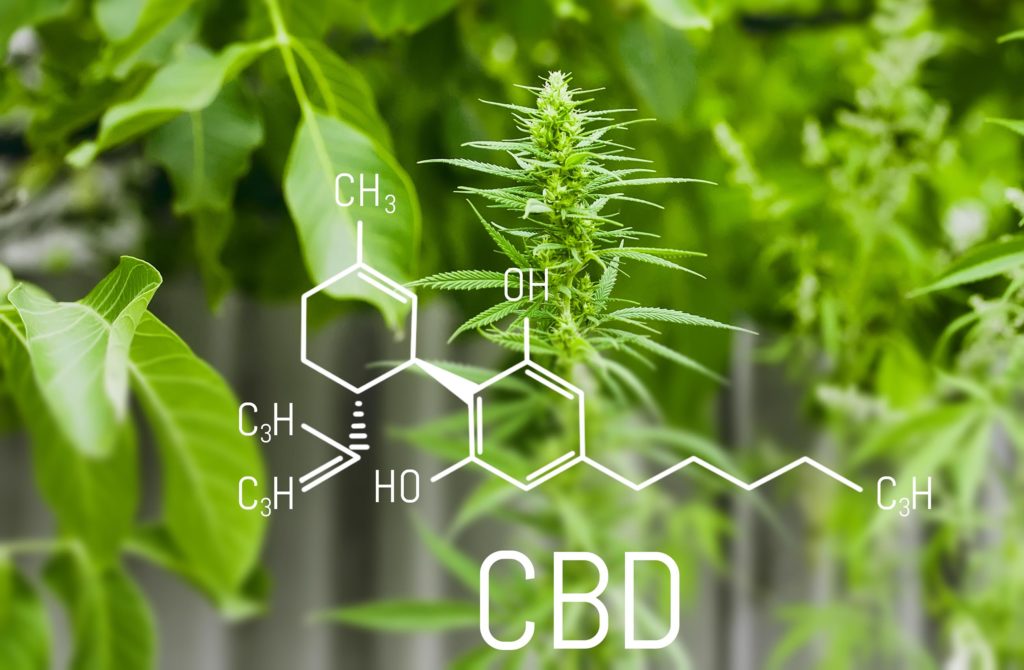 La formule chimique de CBD avec des plantes de cannabis à l'arrière-plan