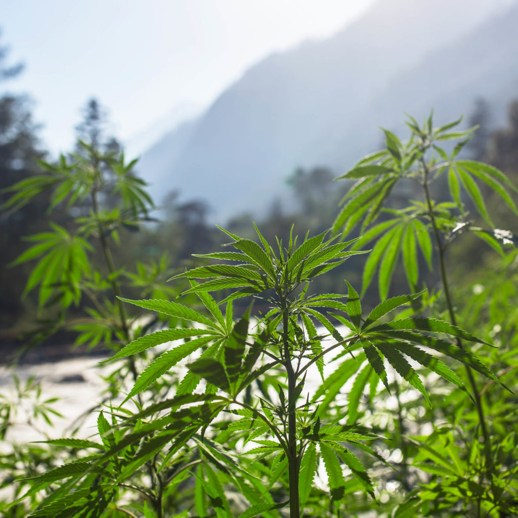 A cannabis plant with mountains in the background