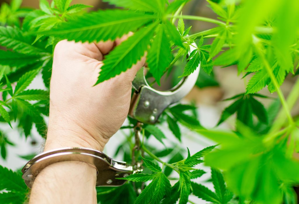 A person handcuffed to a cannabis plant