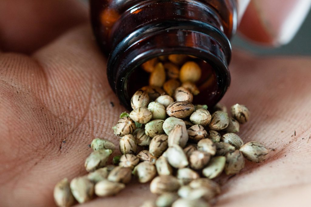 A person holding a cannabis seed in hand