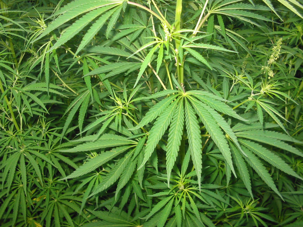 Cannabaceae plant closeup