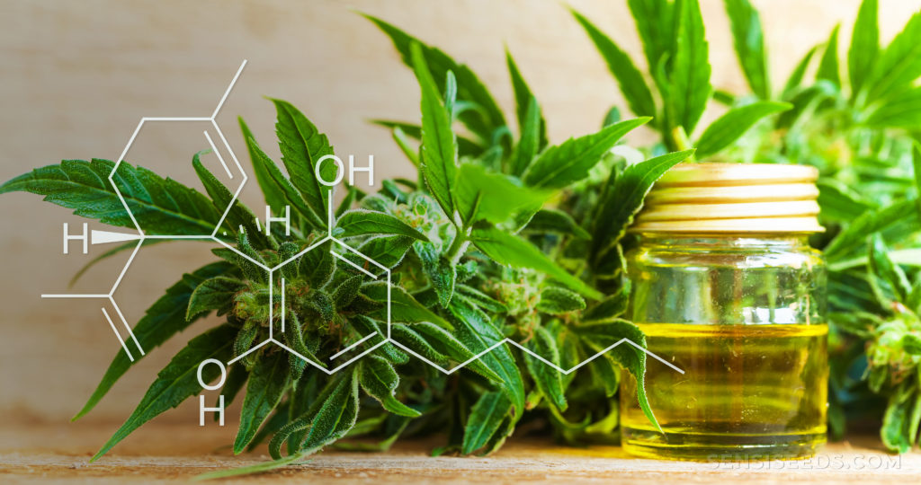 CBD oil in a jar, cannabis plant and a chemical formula of CBD