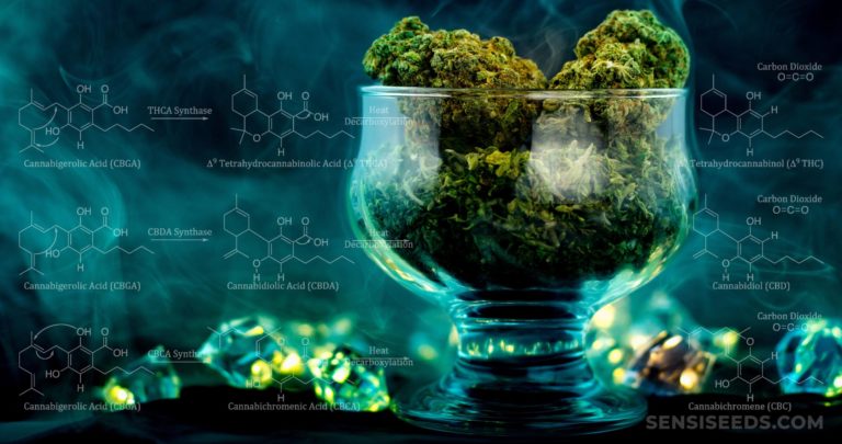 What Are Cannabinoids And What Do They Do? - Sensi Seeds