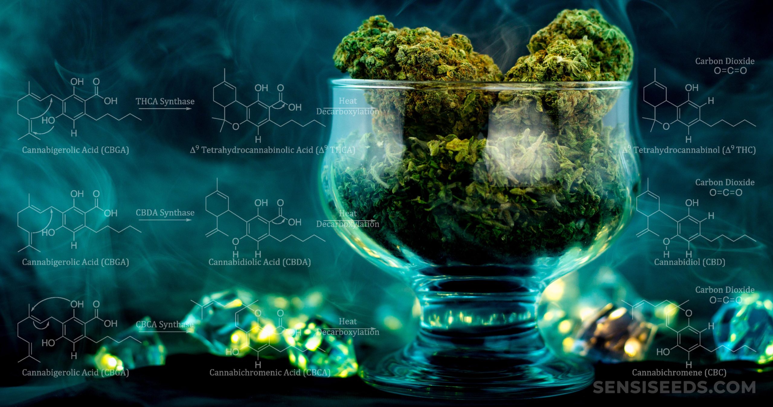 Cannabinoid Science 101: What is Anandamide (AEA)? - Sensi Seeds