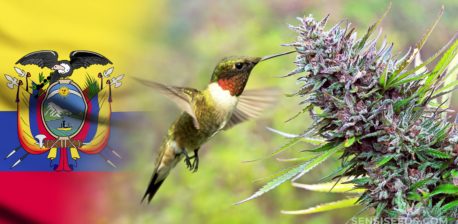 Le drapeau équatorien, une plante de cannabis et un oiseau buvant de ses feuilles