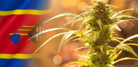 La bandera de Eswatini y una planta de cannabis.