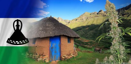 Die Lesotho-Flagge und ein Cannabis-Werk, das vor einer kleinen Schlammhütte wächst