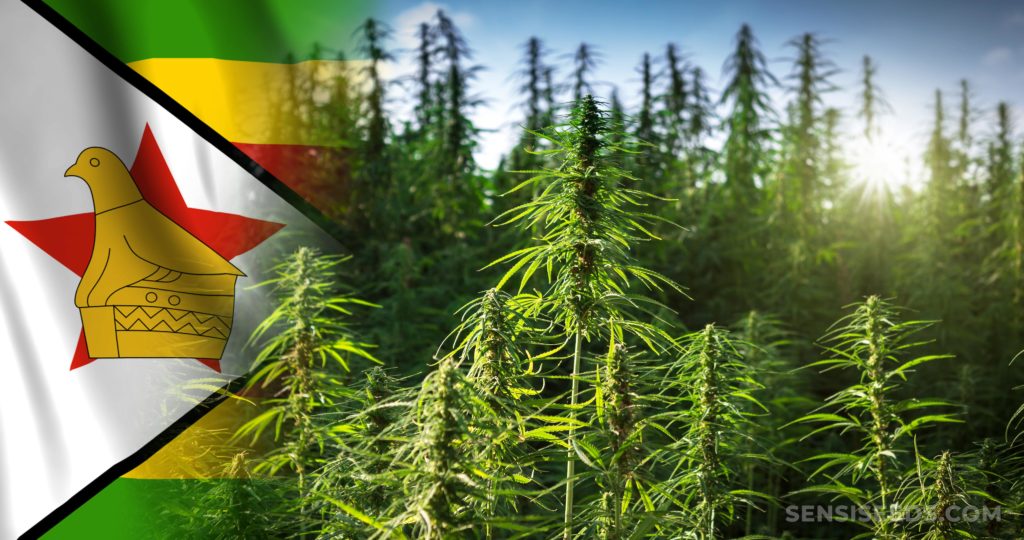 cannabis-in-zimbabwe-laws-use-attitudes-and-more-info-sensi-seeds